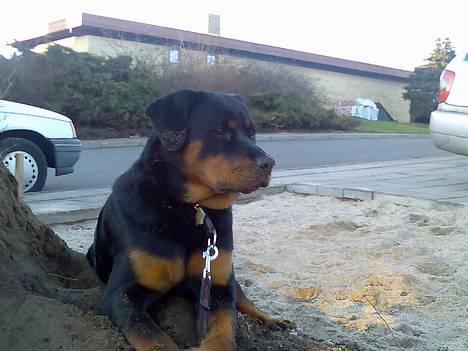 Rottweiler Keeno *1-5 06 - 14-12 09* billede 9