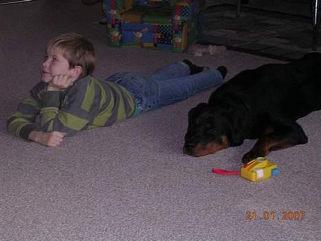 Rottweiler Keeno *1-5 06 - 14-12 09* billede 10