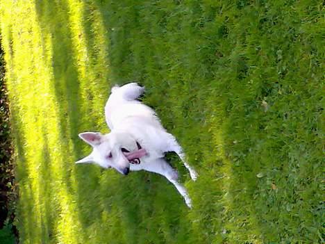 Hvid schæfer Bulder er Død billede 18