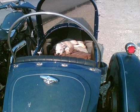 Hvid schæfer Bulder er Død billede 19