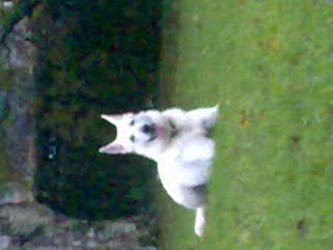 Hvid schæfer Bulder er Død billede 20