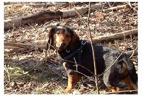 Blanding af racer Tyson (gravhund/beagel) billede 15