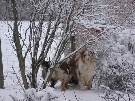 Australian shepherd Difloyds Ranchero billede 3