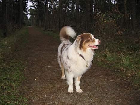 Australian shepherd Onedis Oden  - Min pragtfulde Oden billede 5