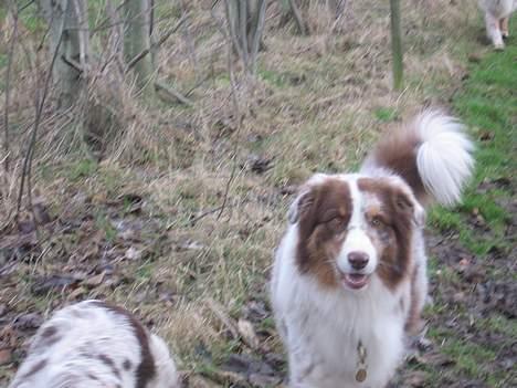 Australian shepherd Onedis Oden  billede 6