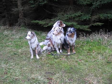 Australian shepherd Onedis Oden  - Vilya, Shkhan, Lillebror Holger og Oden. Vilya nye venner og samboer på Dagmarhus billede 7