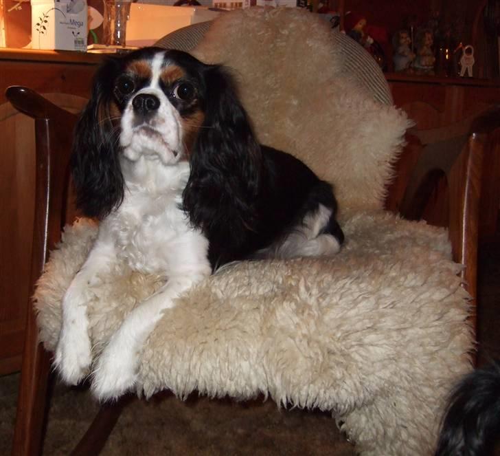Cavalier king charles spaniel SAMMIE :) - nyyt...  lillle mig... billede 17