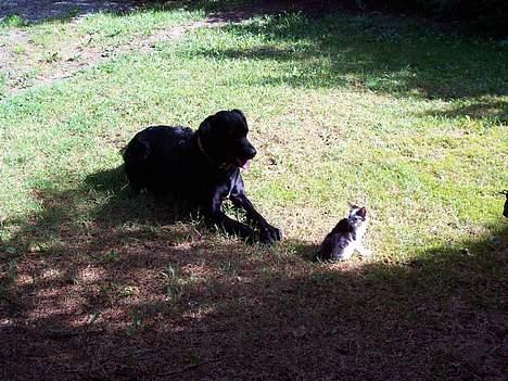 Blanding af racer Siggi billede 1