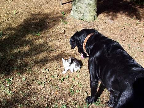 Blanding af racer Siggi billede 2