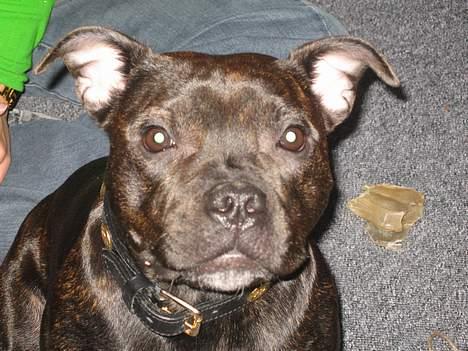 Staffordshire bull terrier *AYA* - *NYT* Se, er jeg ikke bare DEJLIG billede 8