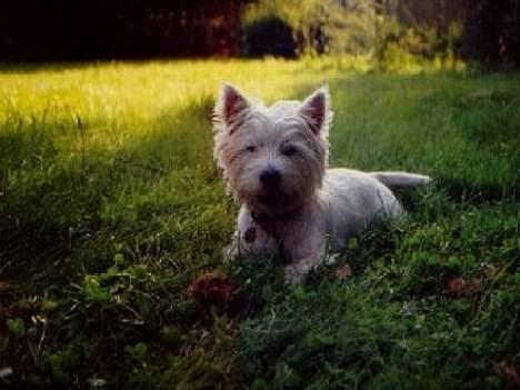 West highland white terrier Bella R.I.P - Ahh, det er dejligt at kunne ligge i skyggen når det er så varmt :) billede 1