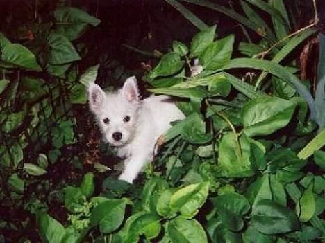 West highland white terrier Bella R.I.P - Bella som hvalp, i "junglen" billede 2