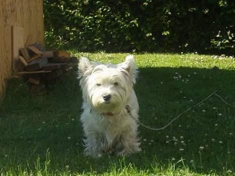 West highland white terrier Bella R.I.P - Jeg lå lige og sov, hvorfor skal jeg være model liiige nu ? ;) billede 3