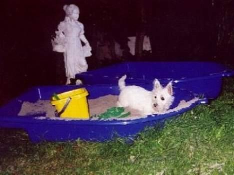 West highland white terrier Bella R.I.P - Også som hvalp. Bella elsker alt det hun ikke må, nemlig at lege i kusinernes sandkasse.. billede 4