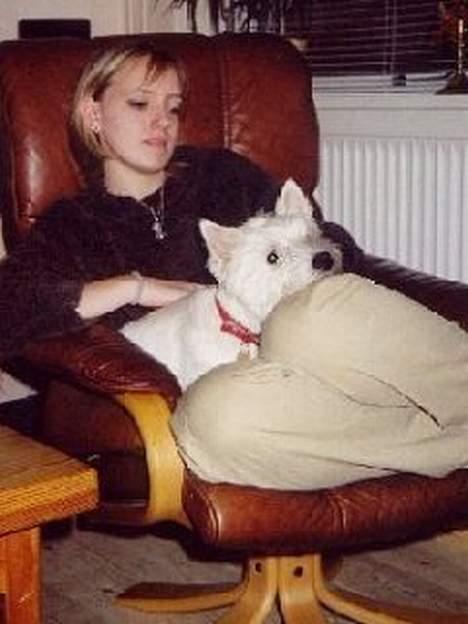 West highland white terrier Bella R.I.P - Hygge i mors stol sammen med min støresøster er noget af det bedste.. billede 5