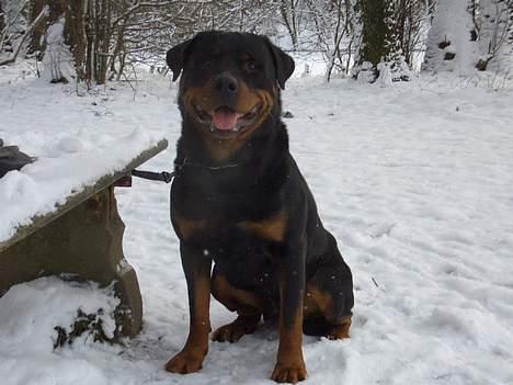 Rottweiler Ozzy  - Ozzy billede 1