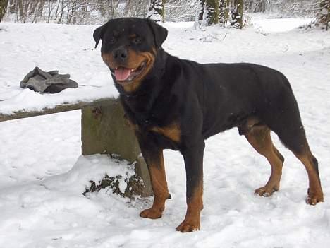 Rottweiler Ozzy  billede 2