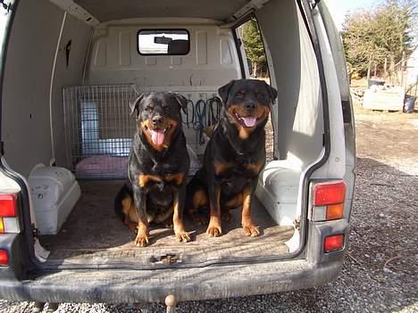 Rottweiler Ozzy  - Ozzy og Chili billede 3