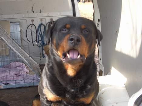 Rottweiler Ozzy  - Vov billede 4