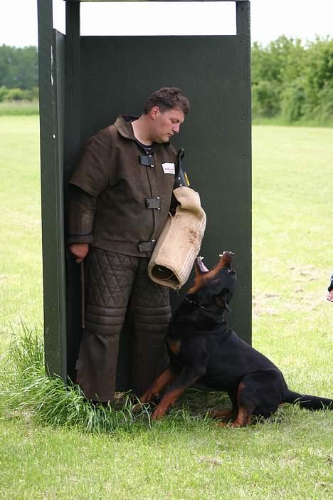 Rottweiler Ozzy  - Oz i bevogtning billede 5