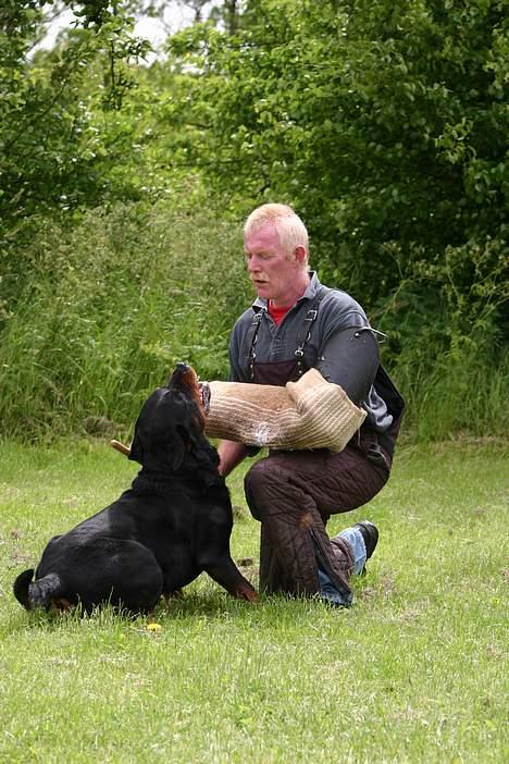 Rottweiler Ozzy  - Oz og Uli billede 6