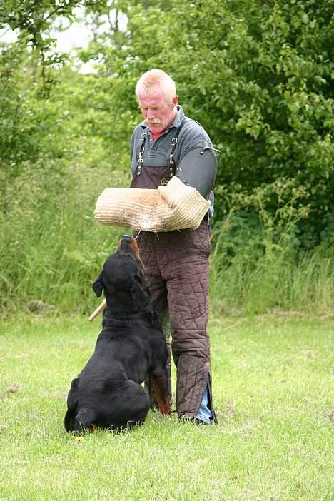 Rottweiler Ozzy  billede 7