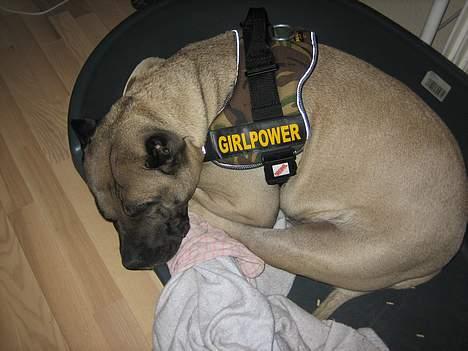 Dogo canario Fiona billede 15