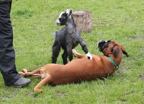 Boxer Mullet (Nandi AK LP1) - Mullet og geden Ryan optræder sammen. Ryan "besejrer" Mullet billede 17