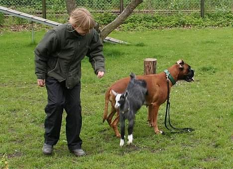 Boxer Mullet (Nandi AK LP1) - Ryan springer over Mullet billede 18