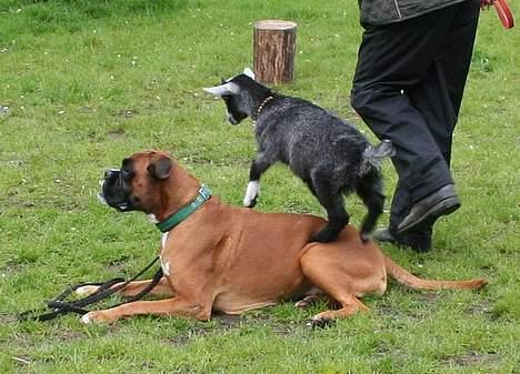 Boxer Mullet (Nandi AK LP1) - Ryan over Mullet billede 19