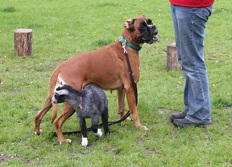 Boxer Mullet (Nandi AK LP1) - Ryan under Mullet billede 20