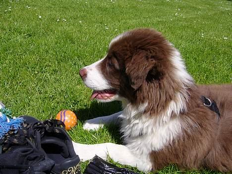 Border collie Cosmo - Er jeg ikke smuk? billede 1