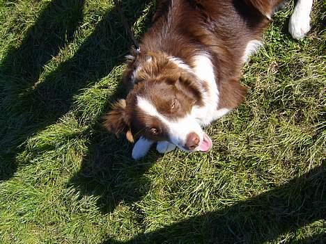 Border collie Cosmo - halløj! billede 2