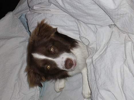 Border collie Cosmo - Jeg elsker at putte billede 4