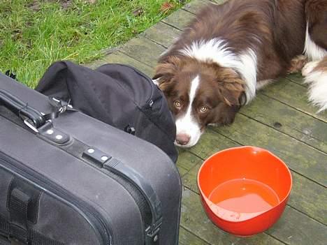 Border collie Cosmo - Skal vi snart hjem? billede 5