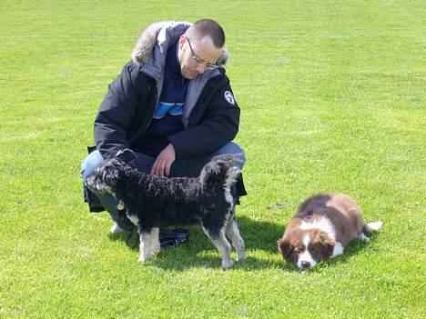 Border collie Cosmo - med far og Blackie(død) billede 6