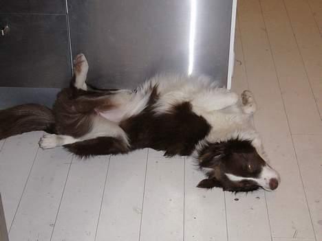 Border collie Cosmo - Åh jeg elsker at flade ud! billede 7