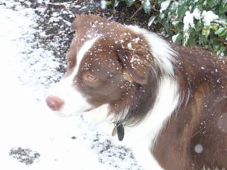 Border collie Cosmo - min første sne billede 8
