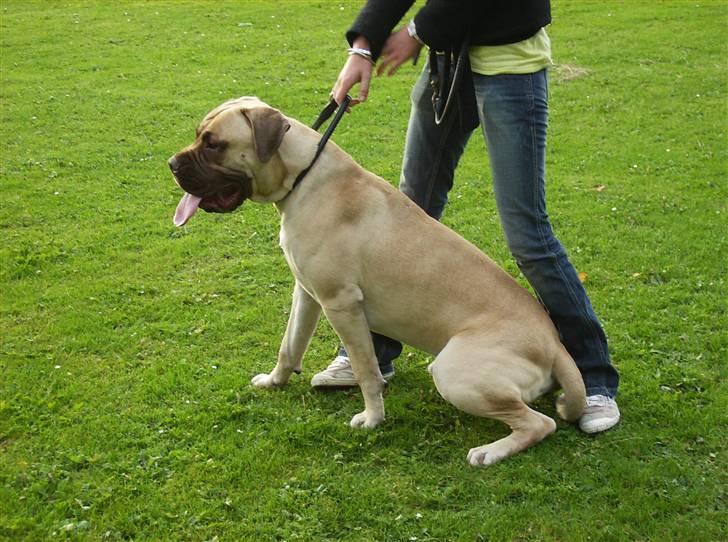 Bullmastiff Bufas billede 1