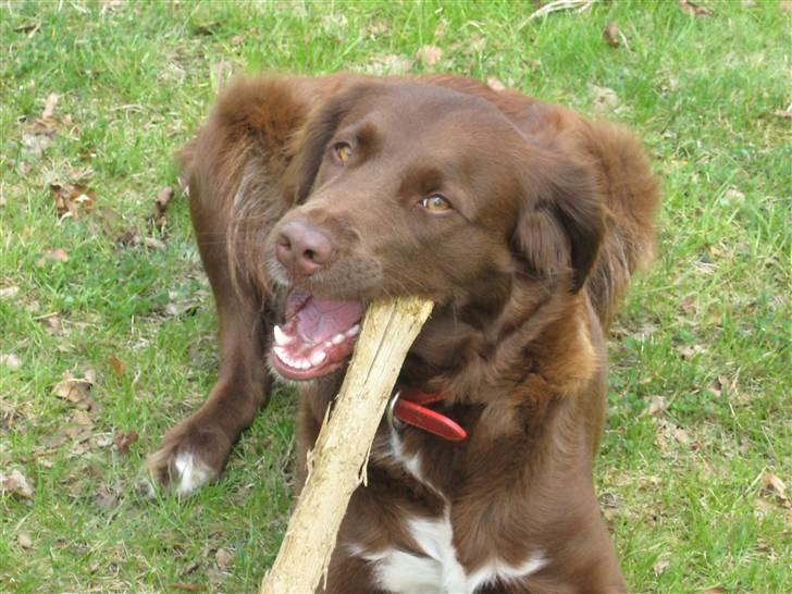 Blanding af racer Sigge - Mums..En lækker pind jeg har fundet mig..<33 billede 2