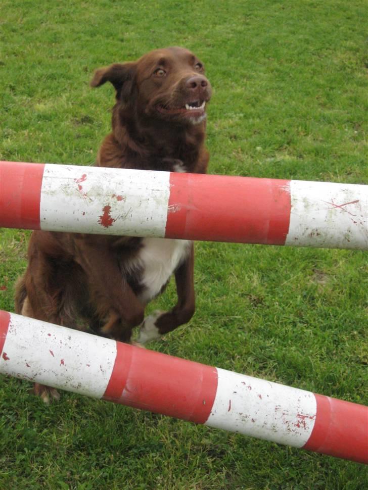 Blanding af racer Sigge - Dræber hund!! hehe... billede 3