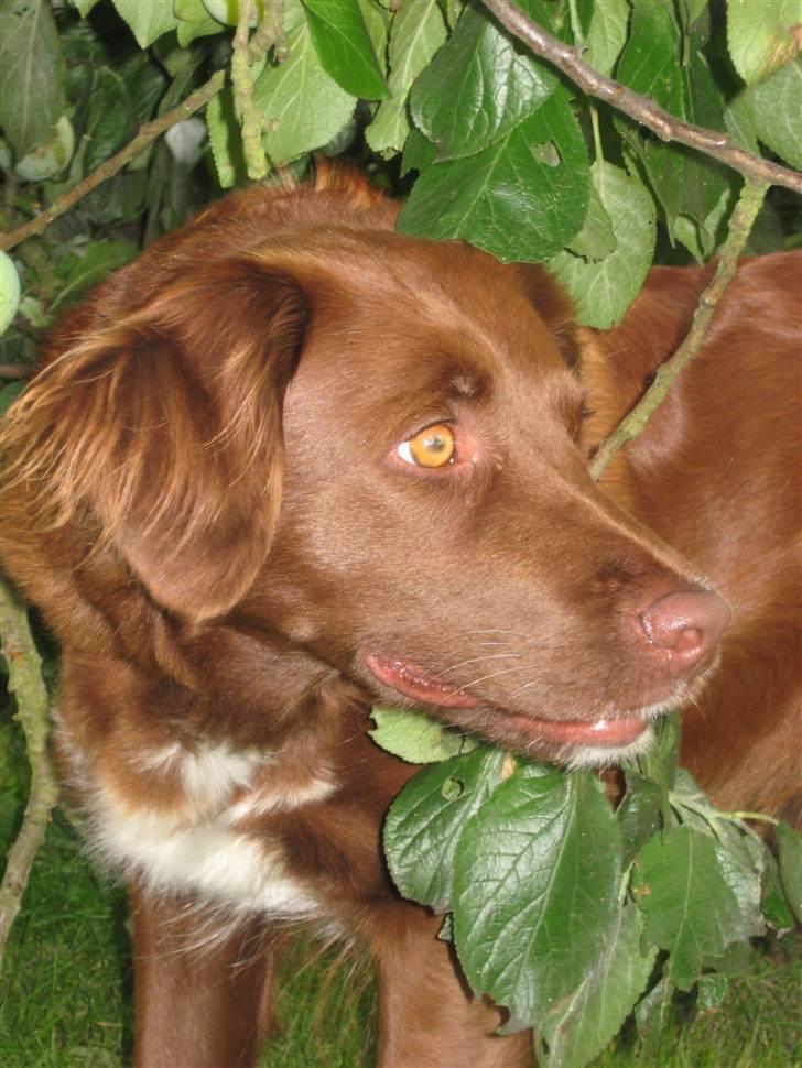 Blanding af racer Sigge - Læk-læk-lækker<3<3 billede 6