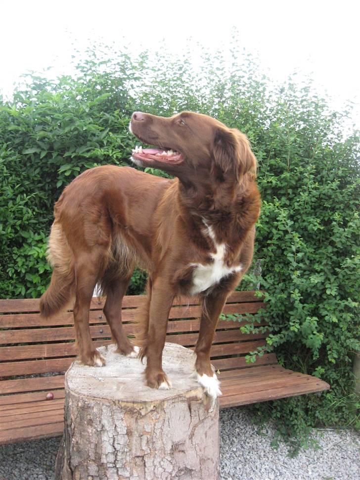 Blanding af racer Sigge - Hmm.. Lidt kong gullerod måske?! <3 billede 7