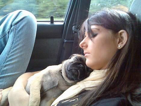 Blanding af racer Louis - mig og mor tar lige en lur! billede 12