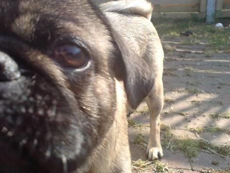 Blanding af racer Louis billede 13