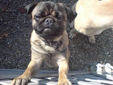 Blanding af racer Louis billede 14