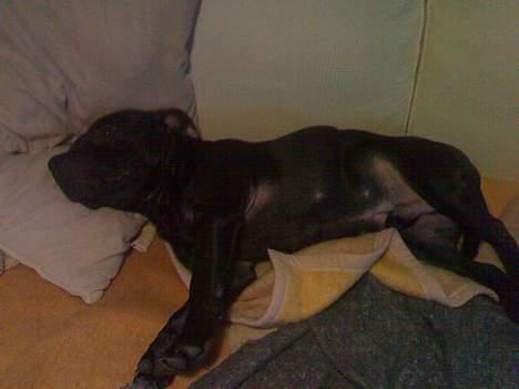 Staffordshire bull terrier Chico - Sover.. Og? billede 18