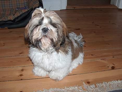 Shih tzu Buller billede 8