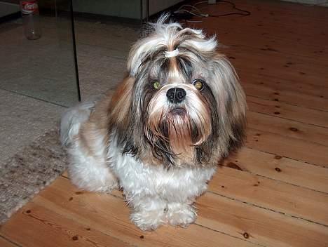 Shih tzu Buller billede 9