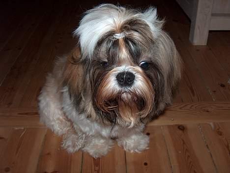 Shih tzu Buller billede 10